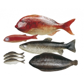 Vissen op ware grootte, speelset